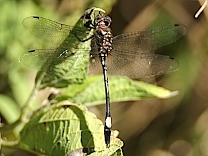 Pale-faced Clubskimmer - Brechmorhoga mendax